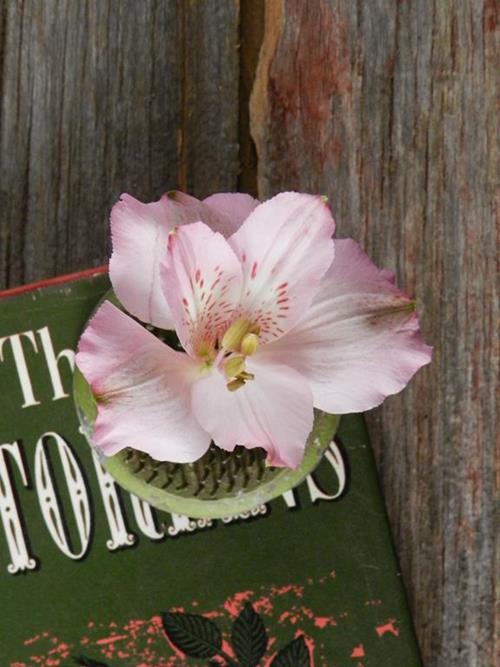 PRIMADONNA  PINK ALSTROEMERIA